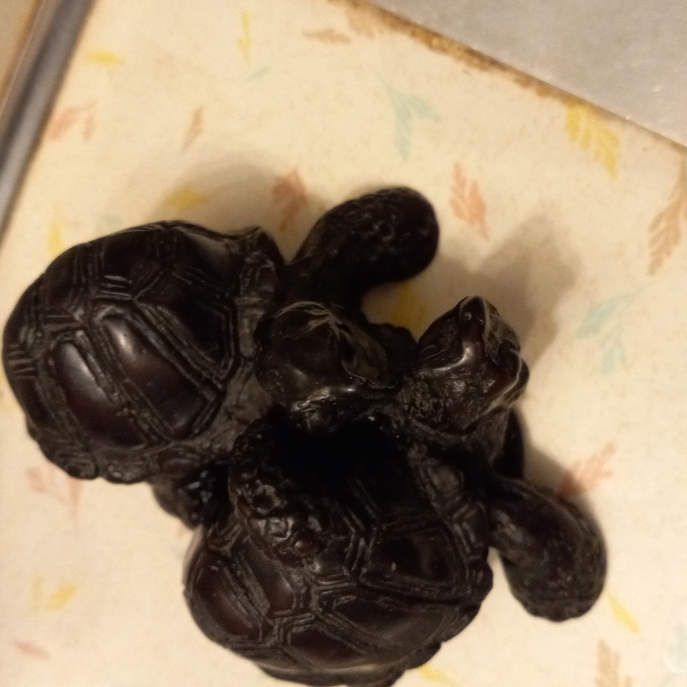 Wood turtles - Picture 3 of 3